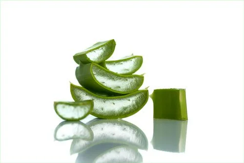 aloe vera 1 Curar ampollas en los dedos de los pies